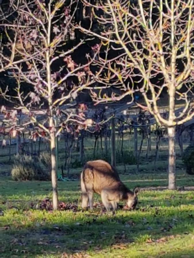 Wurrung B & B - The Cottage Woodend Extérieur photo